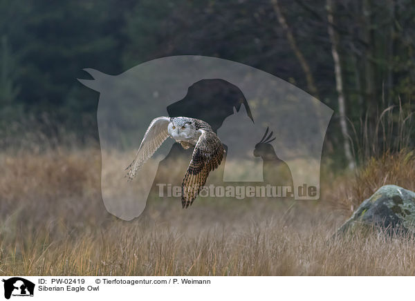 Siberian Eagle Owl / PW-02419