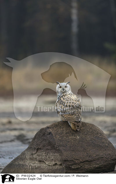 Siberian Eagle Owl / PW-02424