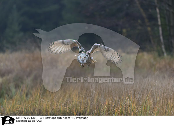 Siberian Eagle Owl / PW-02430