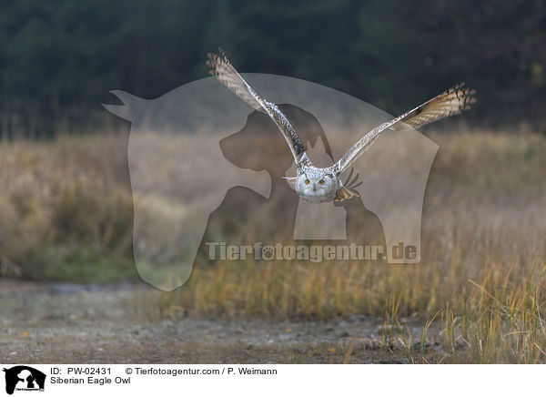 Siberian Eagle Owl / PW-02431