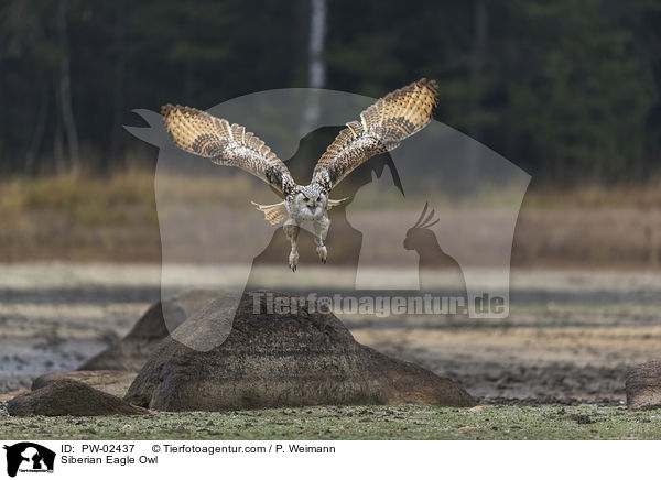 Siberian Eagle Owl / PW-02437