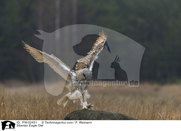 Siberian Eagle Owl / PW-02451