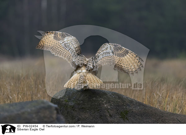 Siberian Eagle Owl / PW-02454