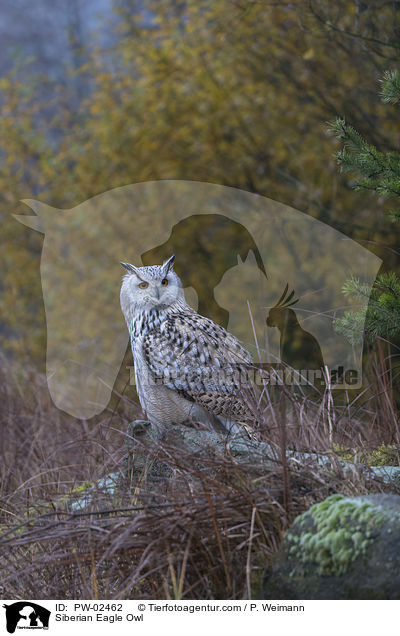 Siberian Eagle Owl / PW-02462