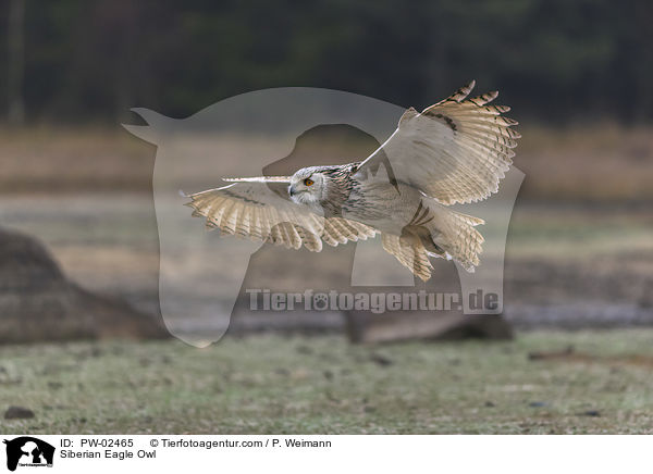 Siberian Eagle Owl / PW-02465