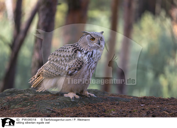 sitzender Sibirischer Uhu / sitting siberian egale owl / PW-06018