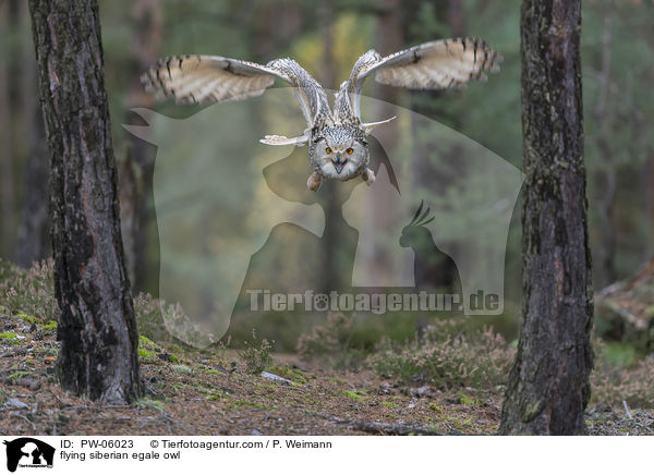 flying siberian egale owl / PW-06023