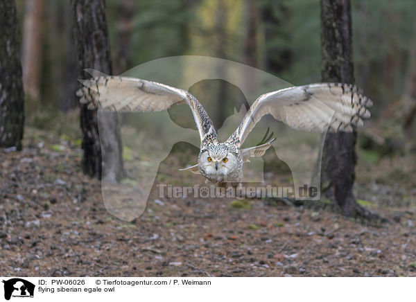 flying siberian egale owl / PW-06026