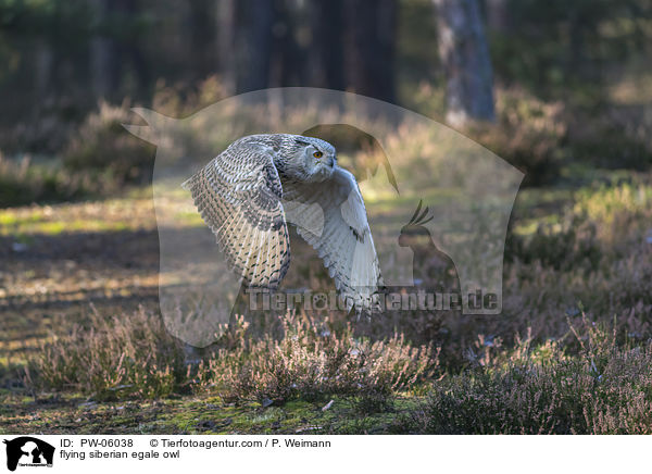 fliegender Sibirischer Uhu / flying siberian egale owl / PW-06038