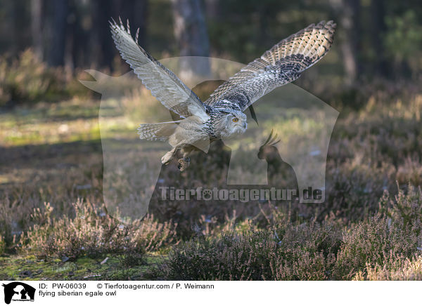 fliegender Sibirischer Uhu / flying siberian egale owl / PW-06039