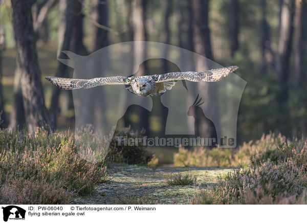 flying siberian egale owl / PW-06040
