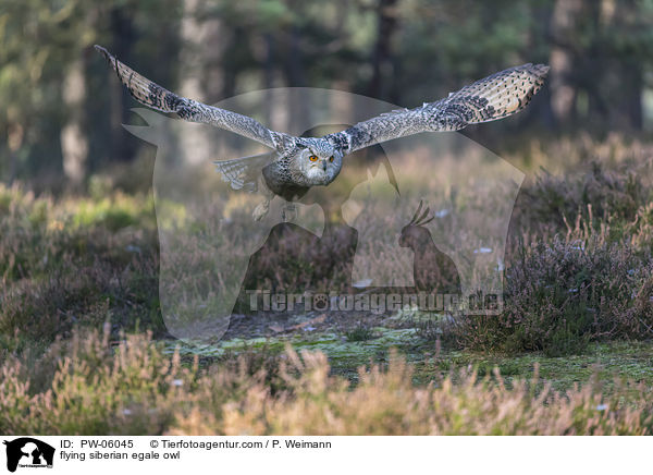 fliegender Sibirischer Uhu / flying siberian egale owl / PW-06045