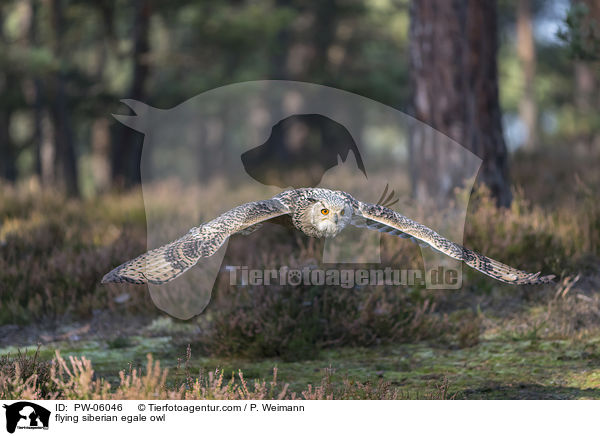 fliegender Sibirischer Uhu / flying siberian egale owl / PW-06046
