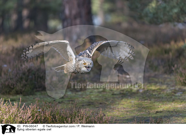 fliegender Sibirischer Uhu / flying siberian egale owl / PW-06047