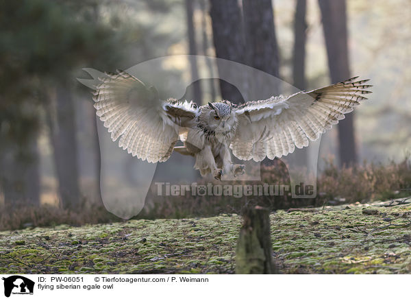 flying siberian egale owl / PW-06051