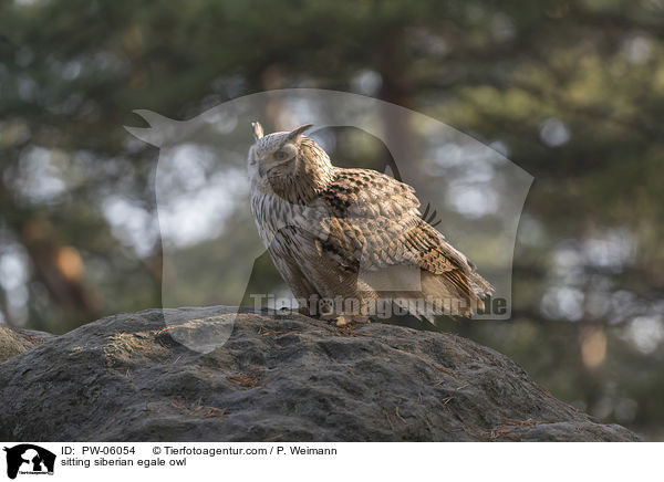 sitting siberian egale owl / PW-06054