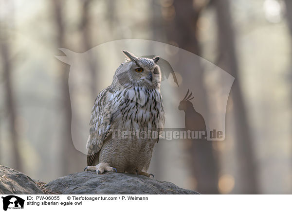 sitting siberian egale owl / PW-06055