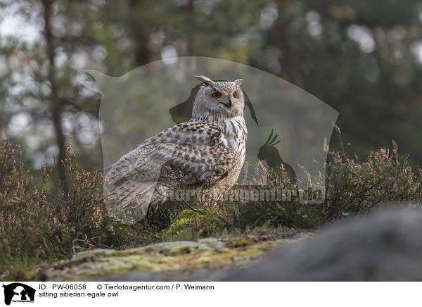 sitzender Sibirischer Uhu / sitting siberian egale owl / PW-06058