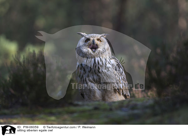 sitzender Sibirischer Uhu / sitting siberian egale owl / PW-06059