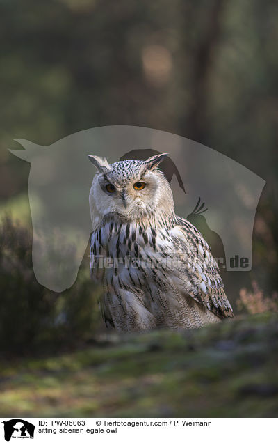 sitting siberian egale owl / PW-06063