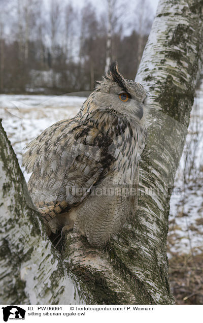sitting siberian egale owl / PW-06064