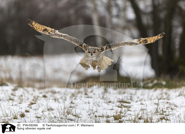 flying siberian egale owl / PW-06066