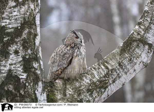 sitting siberian egale owl / PW-06073
