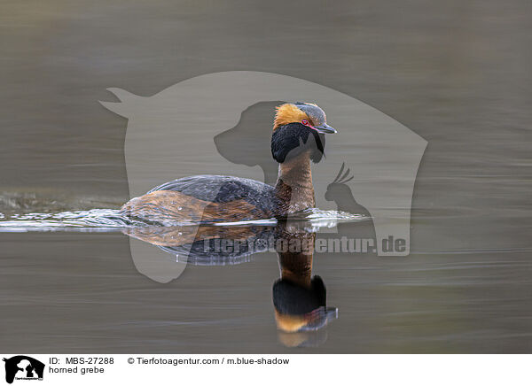 Ohrentaucher / horned grebe / MBS-27288