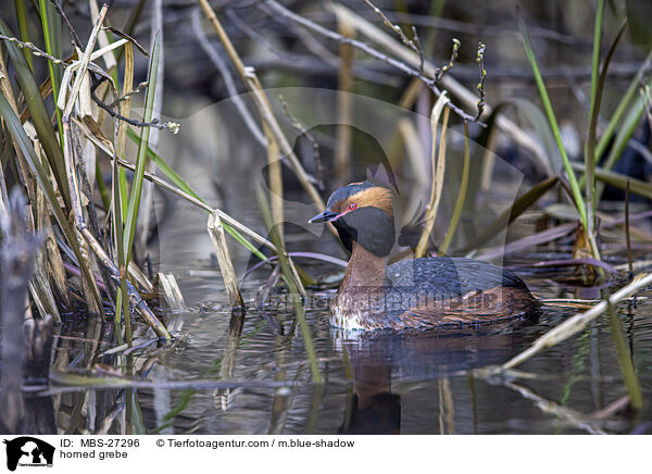 Ohrentaucher / horned grebe / MBS-27296