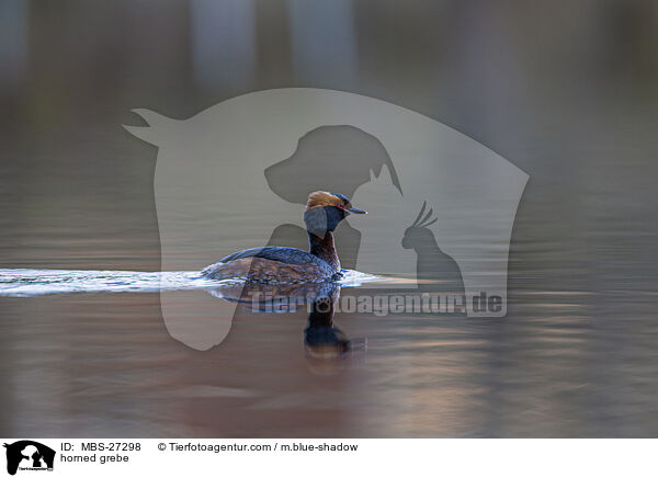 Ohrentaucher / horned grebe / MBS-27298