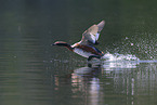 horned grebe