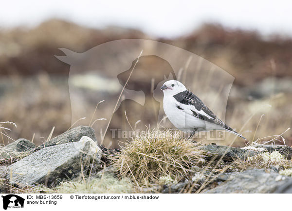 snow bunting / MBS-13659