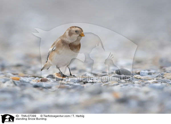 standing Snow Bunting / THA-07399