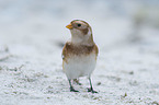 standing Snow Bunting