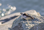 snow bunting