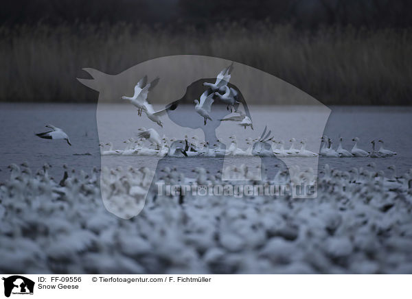 Snow Geese / FF-09556