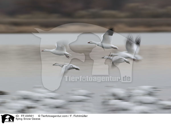flying Snow Geese / FF-09561