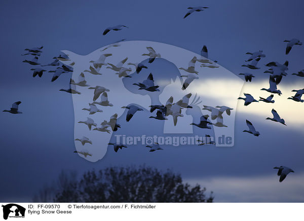 flying Snow Geese / FF-09570