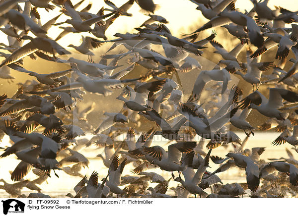 flying Snow Geese / FF-09592