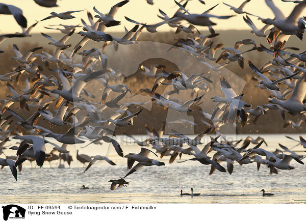 flying Snow Geese / FF-09594