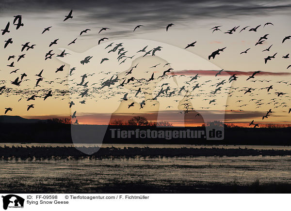 flying Snow Geese / FF-09598