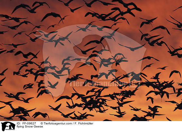 flying Snow Geese / FF-09627