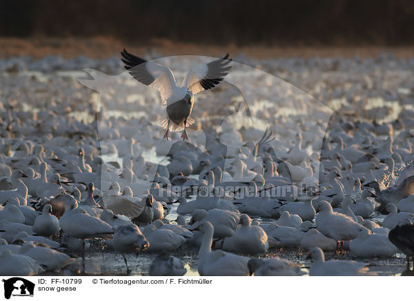 snow geese / FF-10799