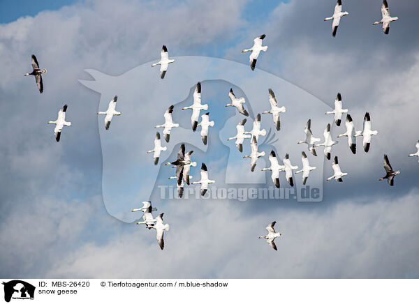 snow geese / MBS-26420