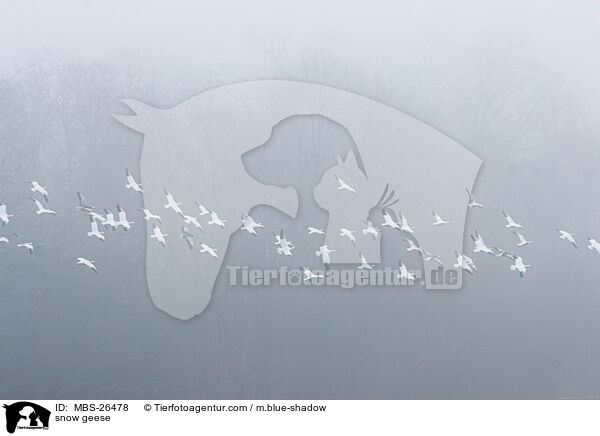 Schneegnse / snow geese / MBS-26478