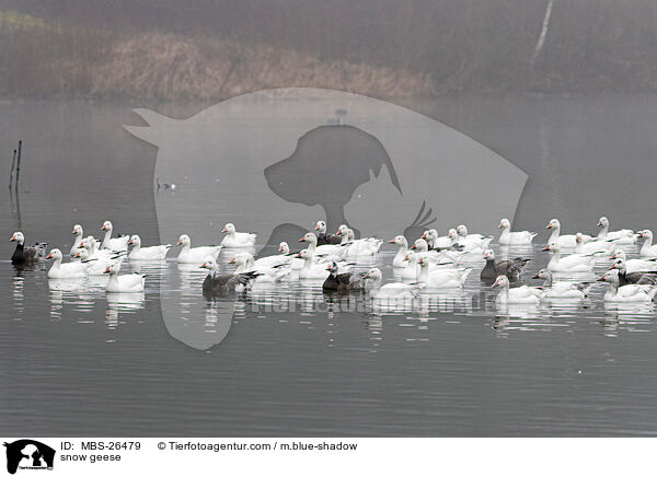snow geese / MBS-26479