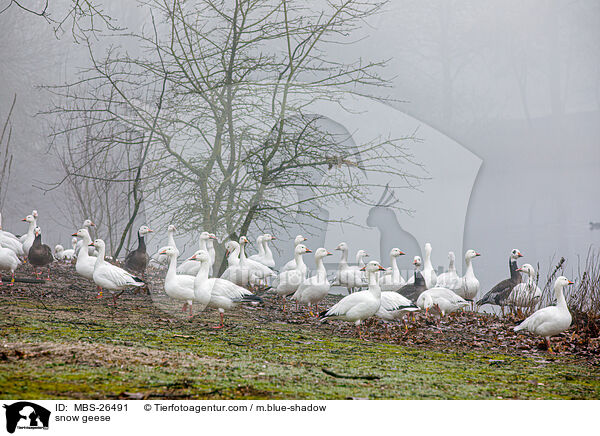 Schneegnse / snow geese / MBS-26491