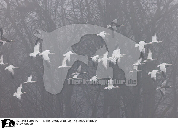 snow geese / MBS-26510