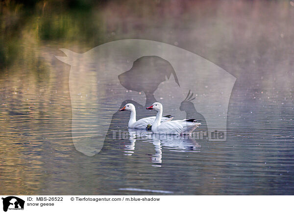 snow geese / MBS-26522