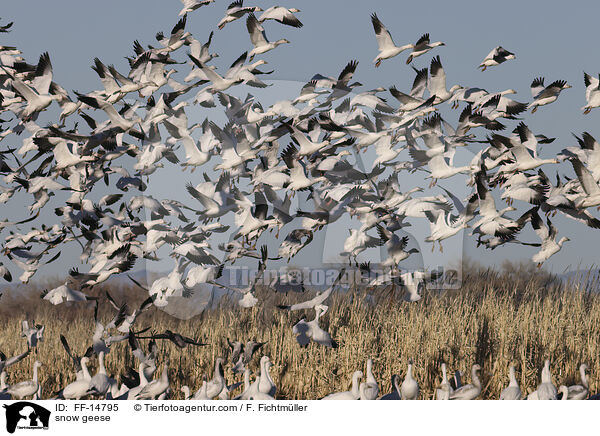 Schneegnse / snow geese / FF-14795